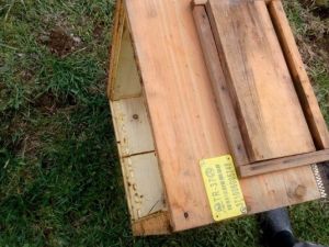 Ayılar Arı Kovanlarına Saldırdı