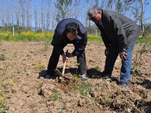 Yatağan’da İlk Trüf Mantarı Hasadı 2018’de Yapılacak