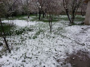 Kağızman’da 23 Nisan Karı Bahçeleri Vurdu