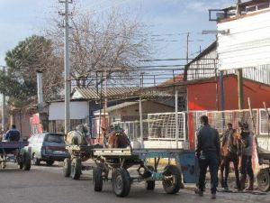 Acarlarlı Atçılar Siftahsız Günler Geçirmeye Başladıklarını Belirttiler