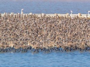 İzmir’de Pelikanlar İçin Ada Yapılacak