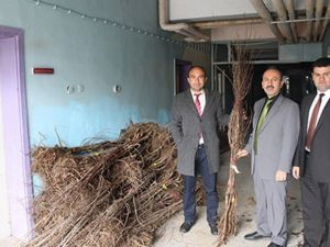 Gıda, Tarım Ve Hayvancılık Müdürlüğü Fidan Dağıttı