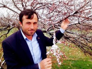 Kayısı Ağaçlarında ‘Don’ Tehlikesi