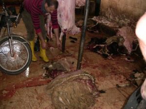 Viranşehir Kent Konseyi Mezbahaneyi Denetledi