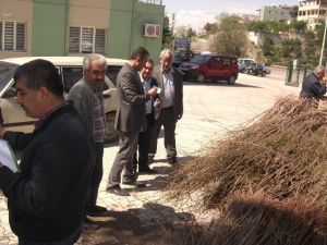 Belen’de Orman Köylüsüne 15 Bin Mahlep Fidanı Dağıtıldı