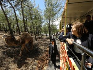 Türkiye’nin İlk Safari Parkı Açıldı