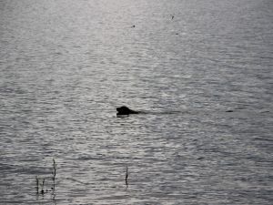 Bu Köpek Her Gün 5 Kilometre Yüzüyor