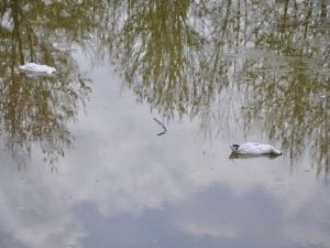 Kültürparkın Ördekleri Köpeklere Yem Oldu