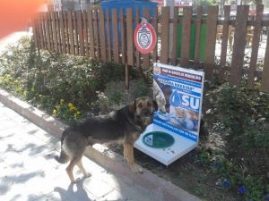Sokak Hayvanları İçin Suluk