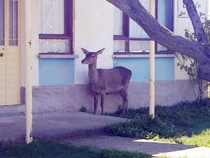 Akşehir’de Yaralı Geyik Operasyonu