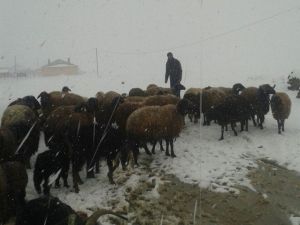 Kar Yağışı Hayvan Sahiplerini Vurdu