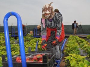 Reyhanlı’da Çilek Hasadı Başladı