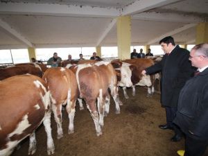 Ağrı’da Damızlık Boğa Dağıtımı