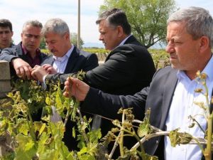 Manisa’da Üzüm Bağlarını Don Vurdu