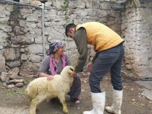 Küçükbaş Hayvanlara Ppr Aşısı Kampanyası