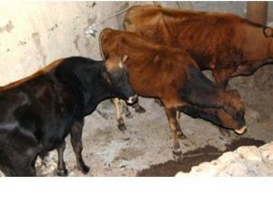 Küre’de Şap Aşısı Sona Erdi