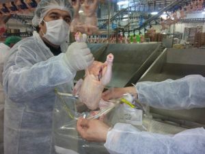 Kanatlı Hayvanlarda Ve Gıdalarda Salmonella İzlemesi Yapıldı