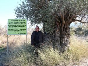 1300 Yıllık Zeytin Ağacı Kaderine Terk Edildi