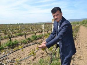 Manisa’daki Zirai Don Felaketi Üreticiyi Vurdu