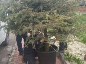 Sökülen Ağaç Yeniden Hayata Döndürüldü