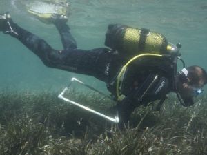 Marmaris Körfezi’ndeki Poseidon Çayırlarına Bilimsel Araştırma