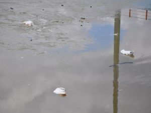 Ördek Ölümlerine STK’lardan Tepki