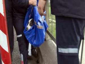 Mahsur Kalan Köpeği Can-kur Kurtardı