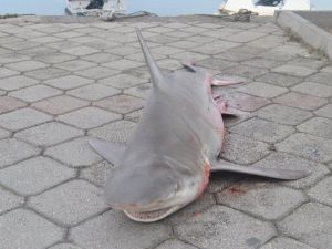 Yavru Köpek Balığı İlgi Odağı Oldu