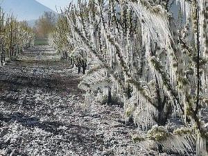 Elmalı’yı Don Vurdu