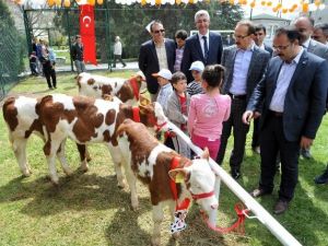 Uşak’ta En Güzel Buzağı Yarışması Düzenlendi