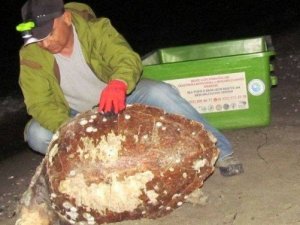 Kuşadası’nda Bir Ölü Caretta Caretta Bulundu