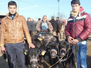 Destekler Arttı Mandalar Kıymete Bindi