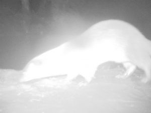 Küre Dağlarında İlk Kez Su Samuru Görüntülendi