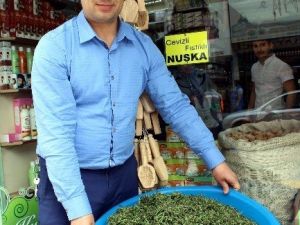 Yeni Mahsul Kekiğin Kilosu 10 TL