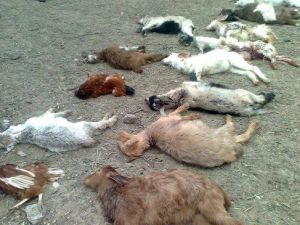 Köpekler Çitlikteki Hayvanları Parçaladı