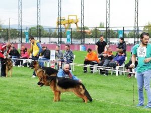 Alman Çoban Köpekleri Nilüfer’de Yarıştı