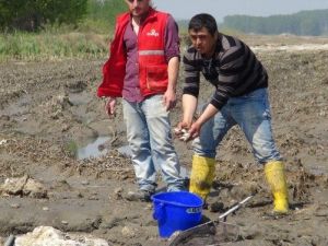 ‘Derya Kuzusu’ Değil, ‘Tarla Kuzusu’ Bunlar