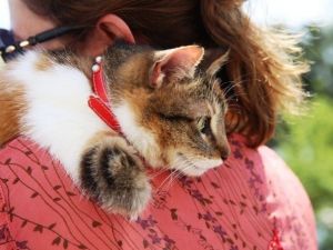 Sakat Hayvanlar İçin Seferberlik