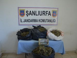 Jandarmadan Uyuşturucu Ve Petrol Kaçakçılarına Operasyon