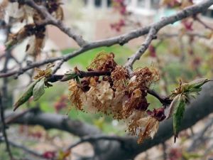 Gümüşhane’yi Don Vurdu
