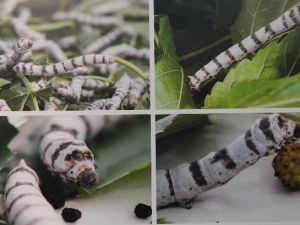 İpekböceğinin Yaşam Öyküsü Beğeniye Sunuldu