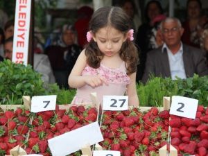 Aydın’da 2014 Yılında 62 Bin 859 Ton Çilek Üretildi