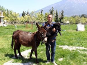 Hasta Annesi İçin Eşek Çiftliği Kurdu