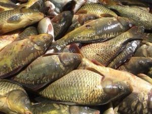 Elazığ’da Kaçak Avlanan 500 Kilo Balık Ele Geçirildi