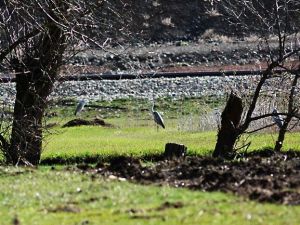 Yıldızeli Göçmen Kuşların Durağı Oldu