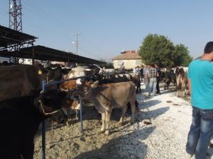 Isparta’da Kapatılan Hayvan Pazarı Kullanıma Açıldı