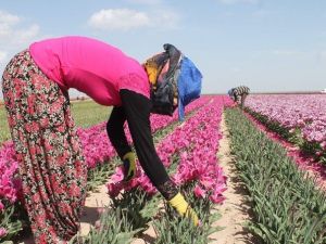 Türkiye’nin Laleleri Konya’da Yetişiyor