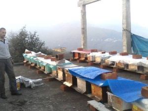 Giresun’da Arı Hırsızlığı Arttı
