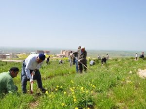 BÜ Batı Raman Kampüsü’nde Ağaçlara Bakım Yapıldı