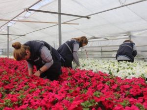 Eskişehir Çiçek Bahçesi Olacak